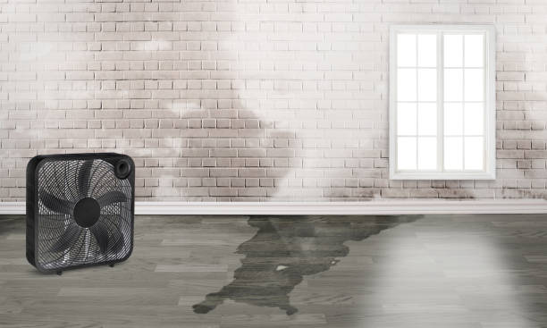 Best Mold removal after water damage  in Four Oaks, NC